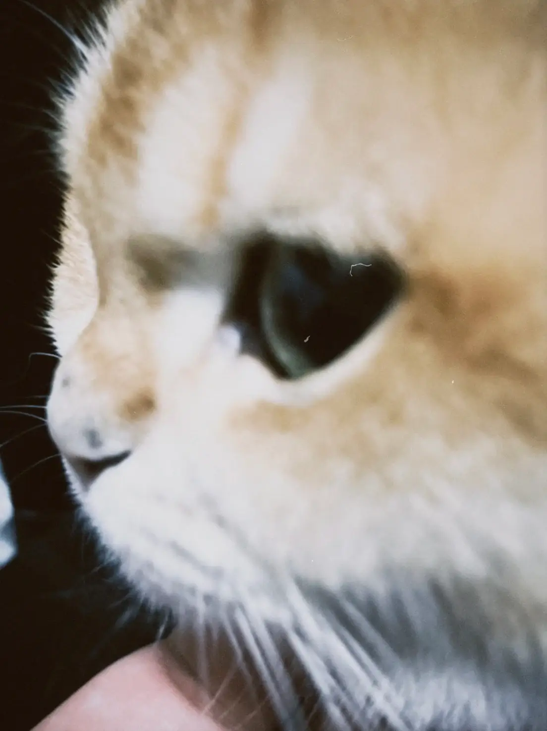 A cute cat at a friend's place