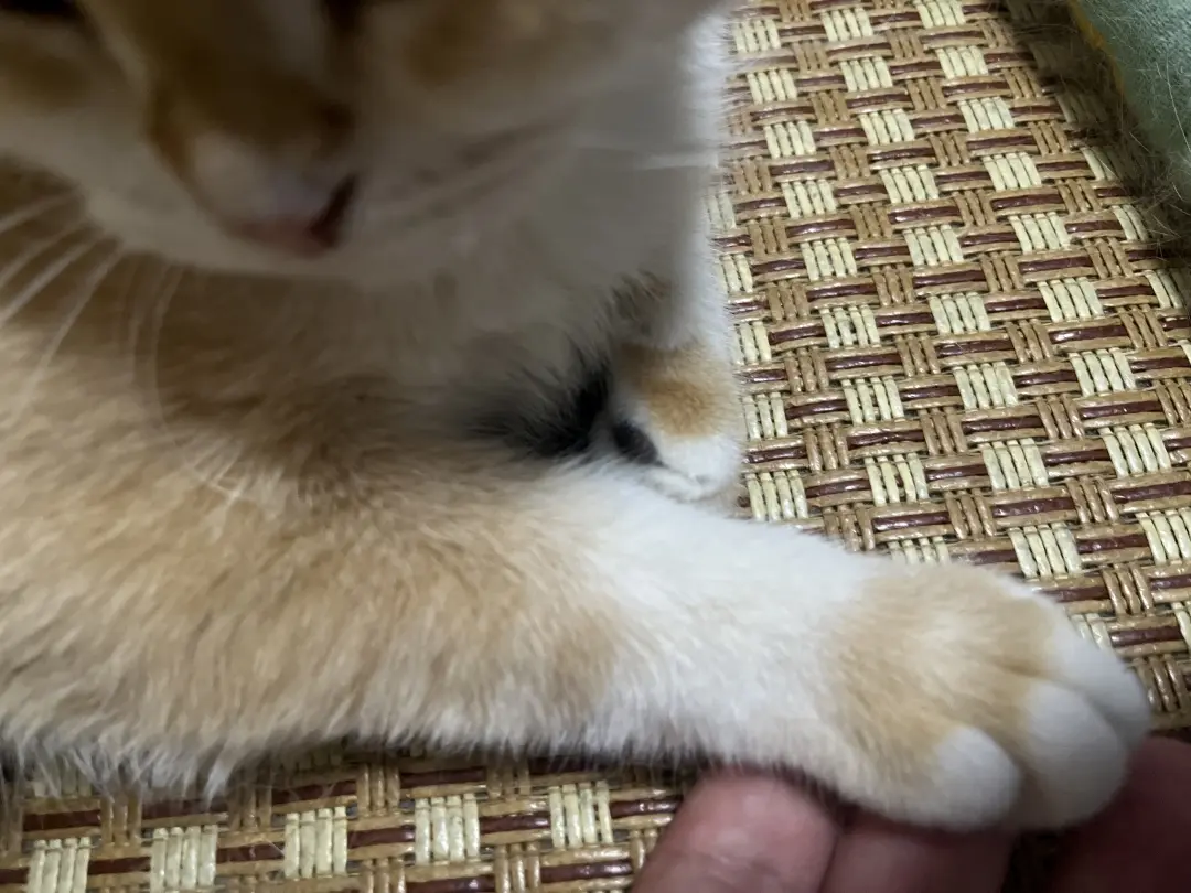 A cute cat at a friend's place
